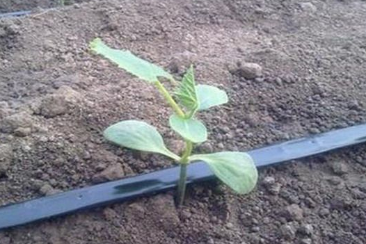 節(jié)水種植技術(shù)的管道，滴灌管道是什么原理?